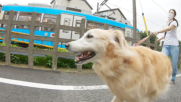 ショコラ きょうのわんこ 写真3