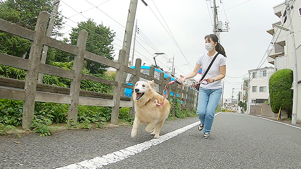 ショコラ きょうのわんこ 写真4