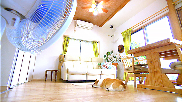 心美 きょうのわんこ 写真2