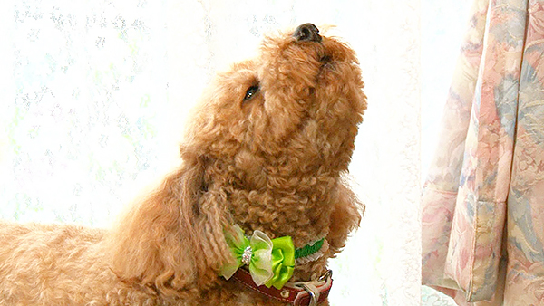 麻呂 きょうのわんこ 写真5