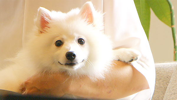 モンブラン きょうのわんこ 写真1