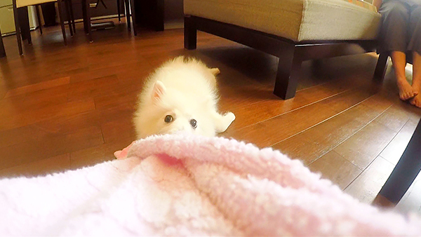 モンブラン きょうのわんこ 写真4