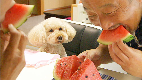 プー きょうのわんこ 写真4