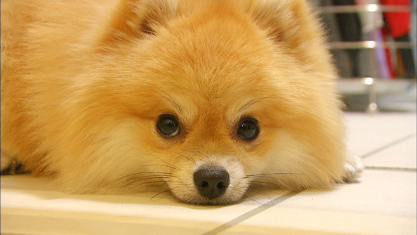 ぽんた きょうのわんこ 写真1