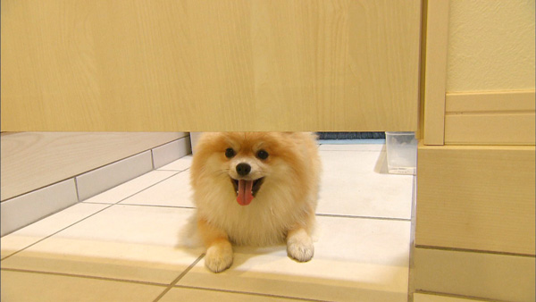 ぽんた きょうのわんこ 写真2