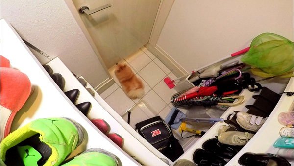 ぽんた きょうのわんこ 写真3