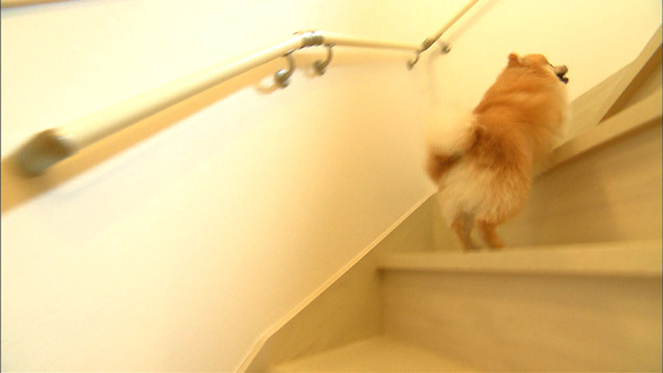 ぽんた きょうのわんこ 写真4