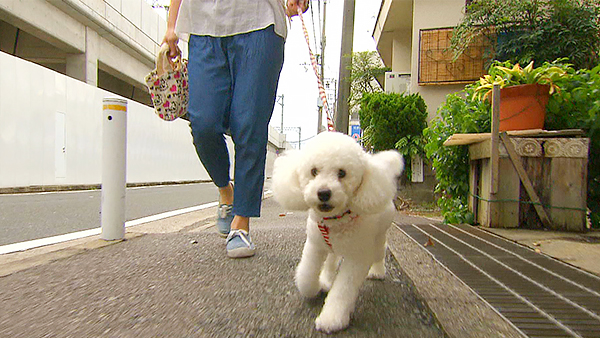 パク きょうのわんこ 写真1