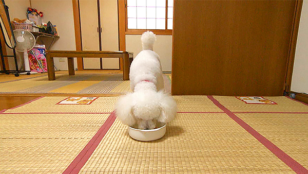 パク きょうのわんこ 写真2