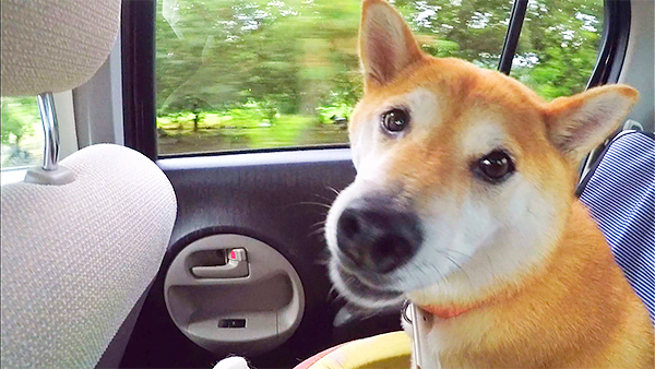 あんこ きょうのわんこ 写真1
