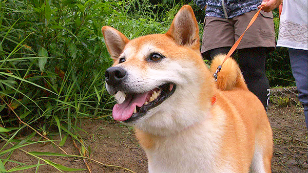 あんこ きょうのわんこ 写真3
