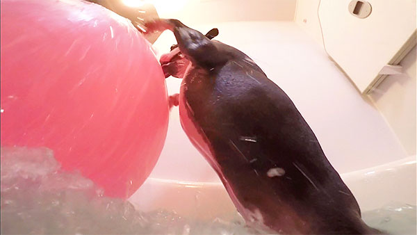 BOSS きょうのわんこ 写真3