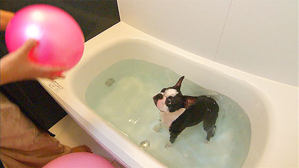 BOSS きょうのわんこ 写真4