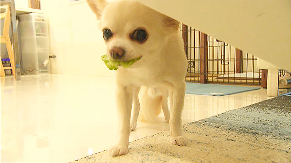 ぷぷ きょうのわんこ 写真5