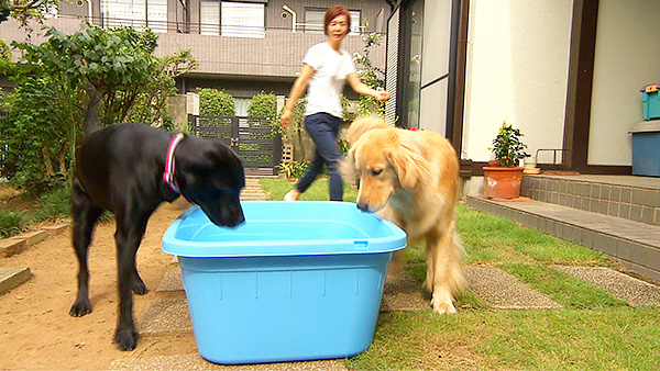 エル・サラ きょうのわんこ 写真2