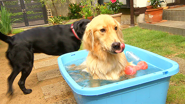 エル・サラ きょうのわんこ 写真3