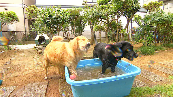 エル・サラ きょうのわんこ 写真5