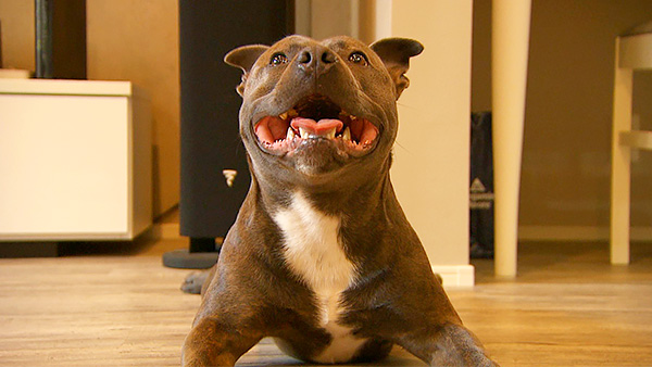 ボーイ・ジョージ きょうのわんこ 写真1