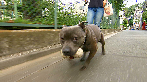 ボーイ・ジョージ きょうのわんこ 写真4