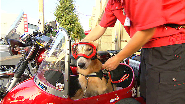 モモ きょうのわんこ 写真3