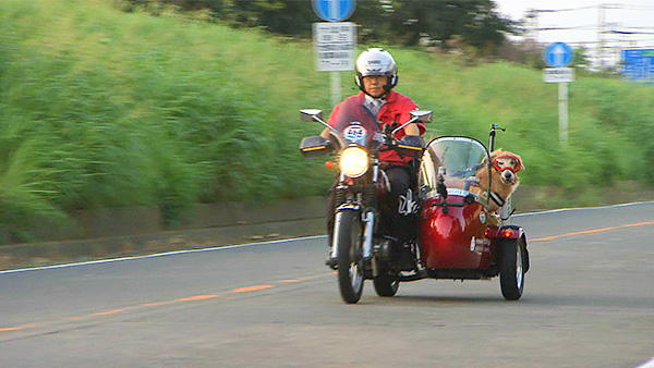 モモ きょうのわんこ 写真5