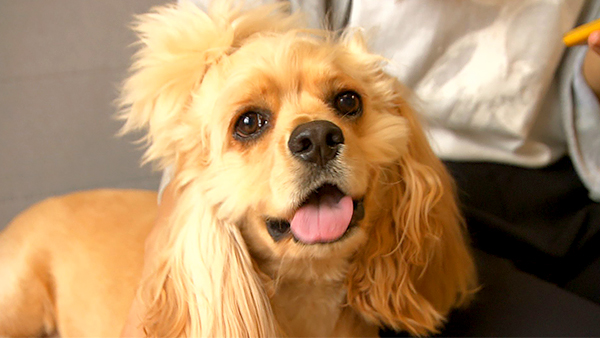 プルート きょうのわんこ 写真1