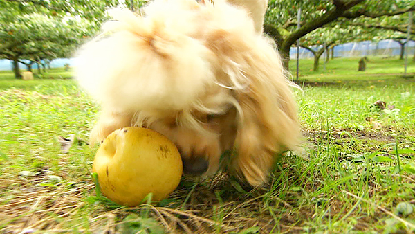 プルート きょうのわんこ 写真3