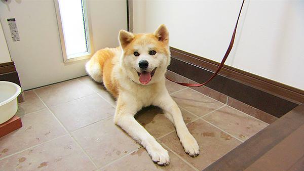 りょう きょうのわんこ 写真1