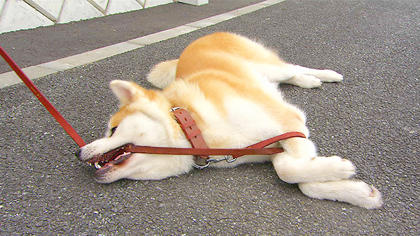 りょう きょうのわんこ 写真4