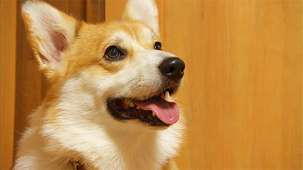 日陽 きょうのわんこ 写真1