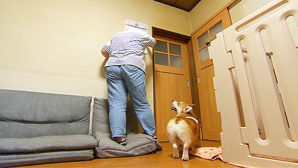 日陽 きょうのわんこ 写真4