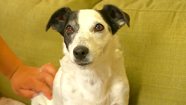 じろちょう きょうのわんこ 写真1