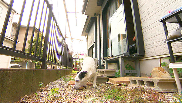 じろちょう きょうのわんこ 写真2