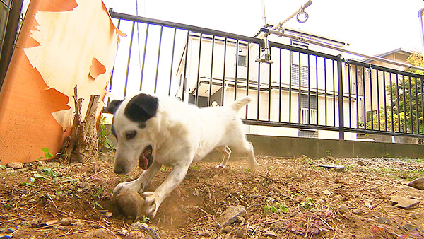 じろちょう きょうのわんこ 写真3