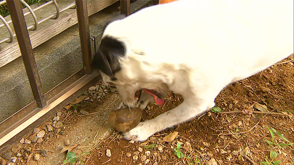 じろちょう きょうのわんこ 写真4