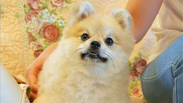 るる きょうのわんこ 写真1