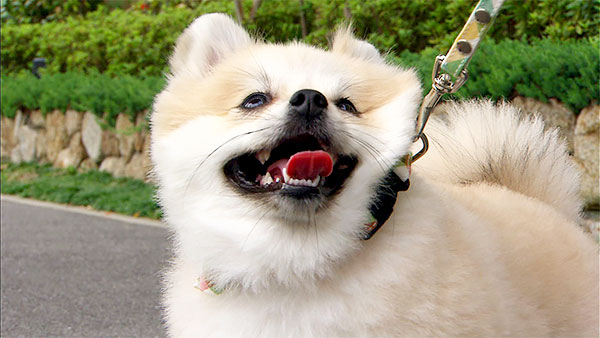 るる きょうのわんこ 写真3