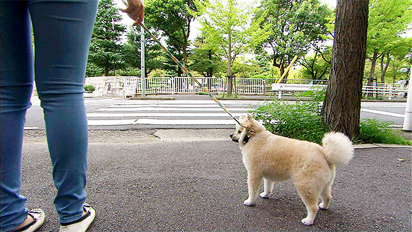 るる きょうのわんこ 写真4