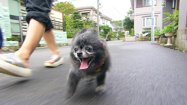 みるく きょうのわんこ 写真1