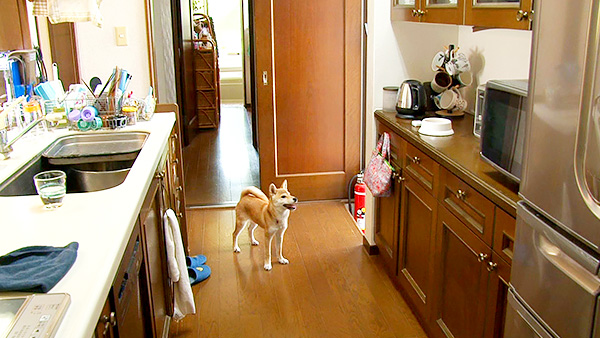 こじ きょうのわんこ 写真2