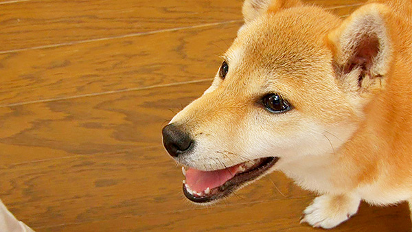 こじ きょうのわんこ 写真3