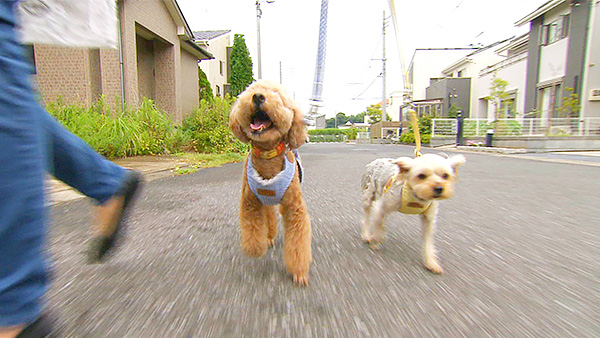 ノンベエ・ハルヒ きょうのわんこ 写真1