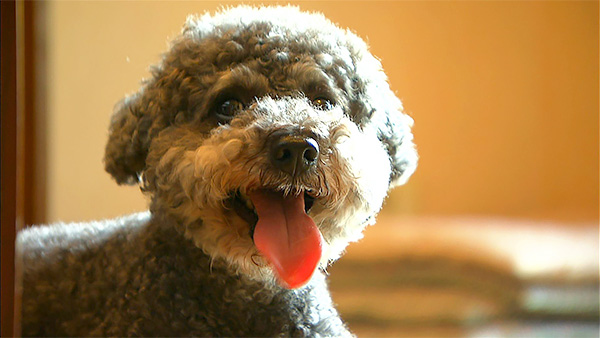 キャロル きょうのわんこ 写真1