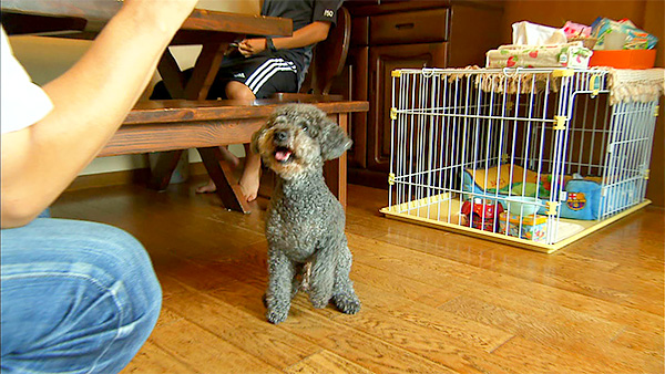 キャロル きょうのわんこ 写真2