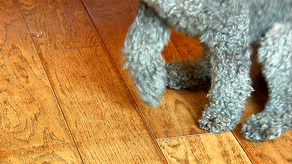 キャロル きょうのわんこ 写真3