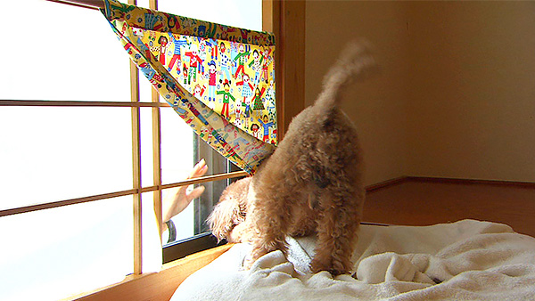 トト きょうのわんこ 写真3