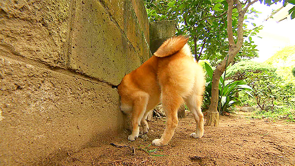 ジーニー きょうのわんこ 写真3