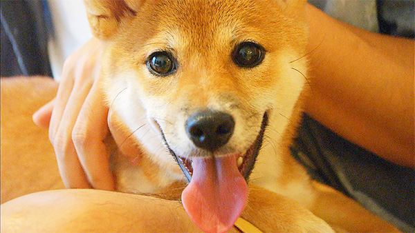 麦 きょうのわんこ 写真1