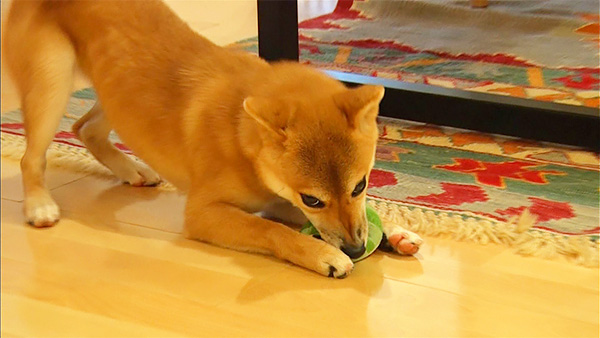 麦 きょうのわんこ 写真3