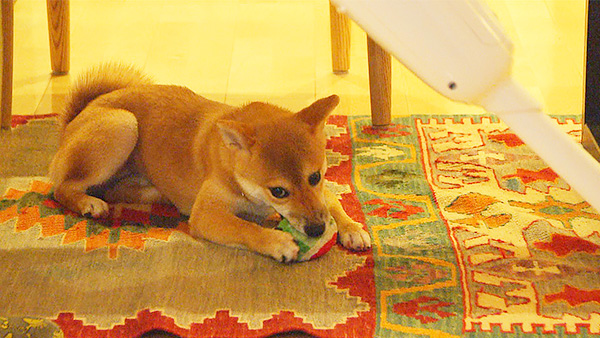 麦 きょうのわんこ 写真4